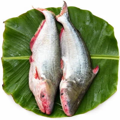 নদীর পাঙ্গাস